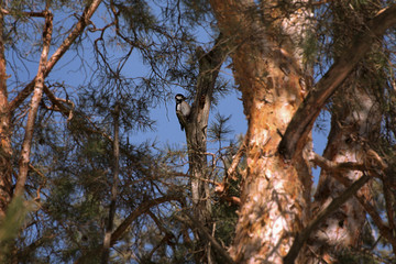 the woodpecker in the branches of a pine