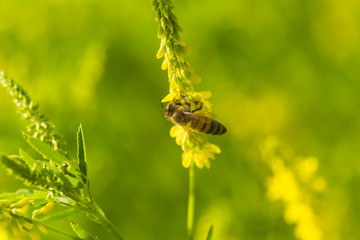 honey-laiden bee with the yellow pollen on foot collects the nectar from the flower Melilotus officinalis, yellow sweet clover, yellow melilot, ribbed melilot, common melilot