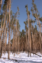 pine trees in winter forest
