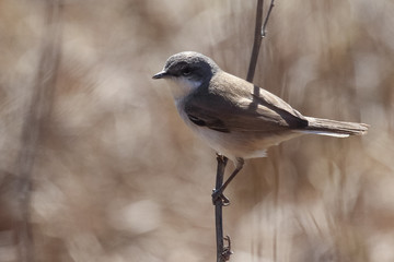Lesser Whitethroat 