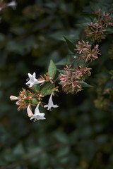 Abelia 