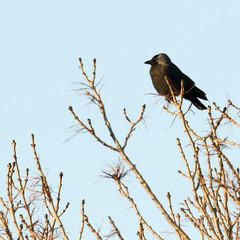 jackdaw
