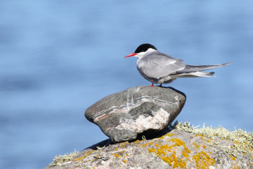 Arctic Tern