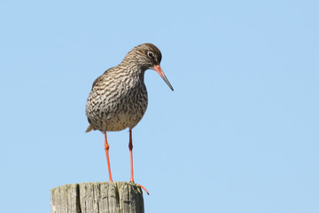 Common Redshank