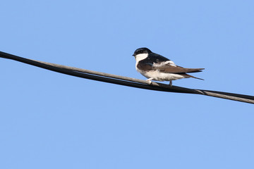 Northern House Martin