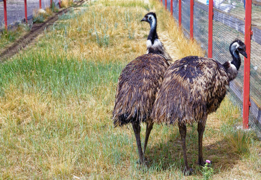 Two birds emu walk in the enclosure in outdoor