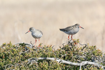 Common Redshank