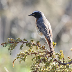 common redstart 