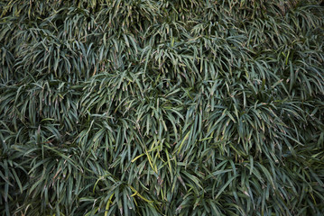 Liriope muscari flowerbed