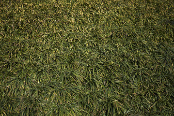 Liriope muscari flowerbed