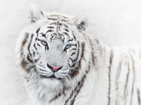 Beautiful yet powerful white tiger