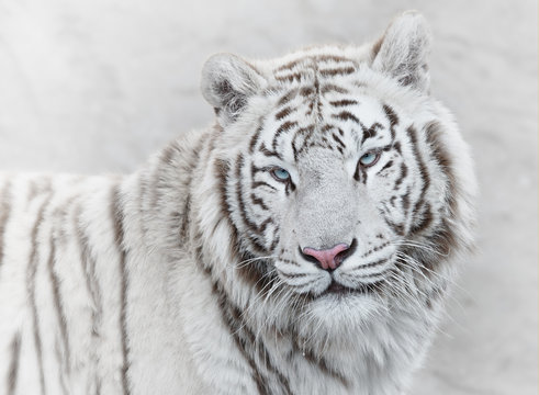 Thoughtful white tiger