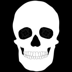 Human Skull Geometry and Design