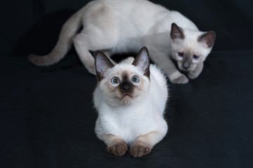 Two Thai kitten with blue eyes playing on black