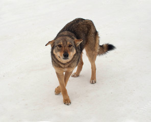 Brown homeless dog stands on snow