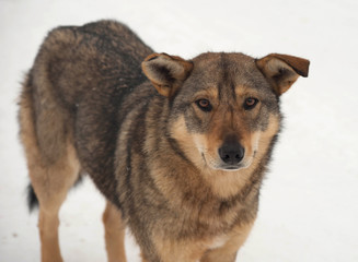 Brown homeless dog stands on snow