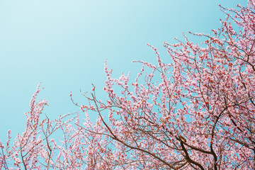 Blossoming pink sakura and blue sky. Early spring.