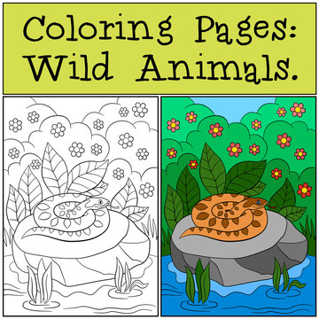 Coloring Pages: Wild Animals. Viper lies on the stone.