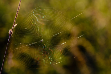 Cobweb with spider in the center shimmers with all the colors