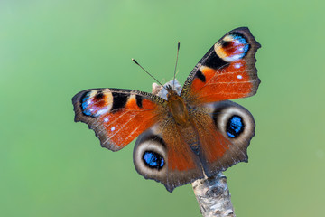 European peacock - Aglais io