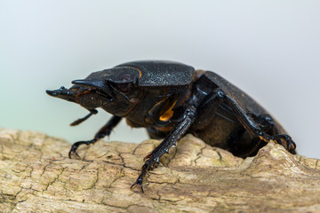 Giraffe Stag-Beetle - Prosopocoilus giraffa keisukei