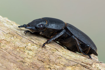 Giraffe Stag-Beetle - Prosopocoilus giraffa keisukei