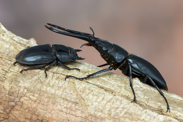 Giraffe Stag-Beetle - Prosopocoilus giraffa keisukei