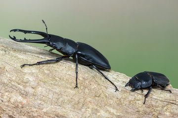 Giraffe Stag-Beetle - Prosopocoilus giraffa keisukei