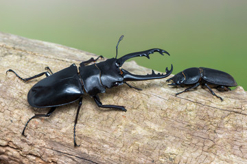 Giraffe Stag-Beetle - Prosopocoilus giraffa keisukei