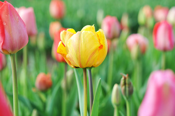 Tulpen