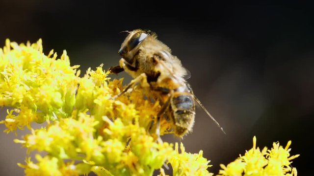 Bee on flowrs