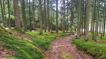 grüner Wald - Waldweg