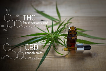 Medicinal cannabis with extract oil in a bottle of  Formula CBD THC - obrazy, fototapety, plakaty