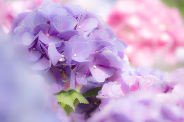 Gordijnen 紫陽花 © EDGE M