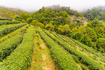 Fototapeta na wymiar Green tea plantation farm landscape hill cultivation