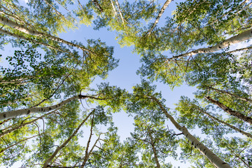 Blue Sky Through the Trees