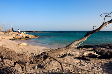 Obraz premium Arbre sur une belle plage en Crète