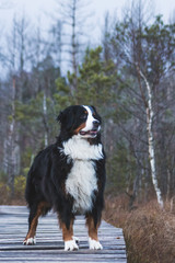 Bernese mountain dog female posing in beautiful spring park.