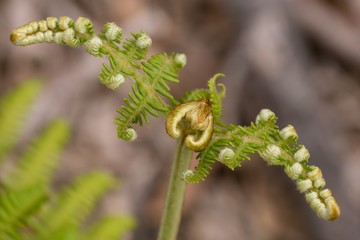 Sich aufrollendes Farnblatt - Herzform 