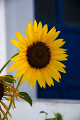 A yellow flower against a blue door