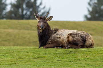 Fototapeta premium Elk lays in grass.