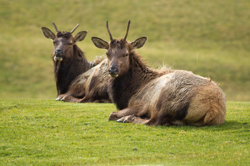 Naklejka na ściany i meble Two elk relaxing in grass.