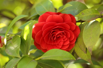 Camelia protetta