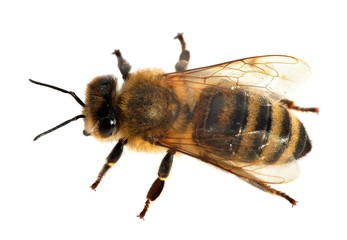 bee or honeybee in Latin Apis Mellifera