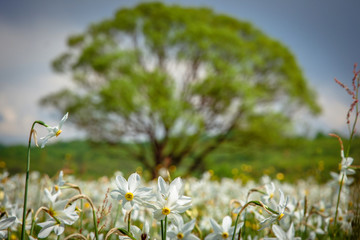 A field of wild narcissus. Narcissus Valley in Ukrainian Carpathians. Spring in the mountains. UKRAINE