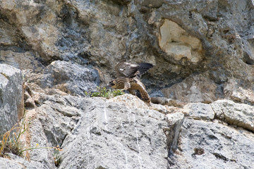 The peregrine falcon (Falco peregrinus), is a widespread bird of prey in the family Falconidae