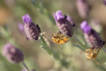 Honey bee on a purple lavender flower in a field