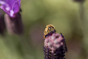 Honey bee on a purple lavender flower in a field