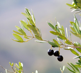 Obraz na płótnie Canvas Branch of olive tree with fruits and leaves