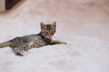 Fototapeta na wymiar Curious gray kitten. Little cat at home. Small pet